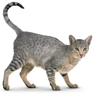 FurFur Probiotic Supplement
