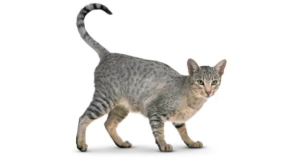 FurFur Probiotic Supplement