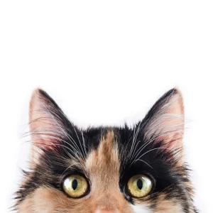 FurClean Pet Bath Wipes