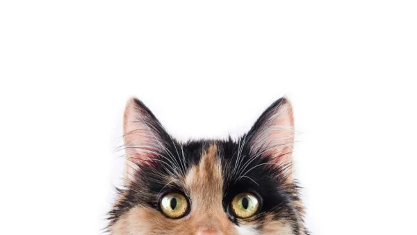 FurClean Pet Bath Wipes