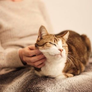 KittyNails Claw Trimmer