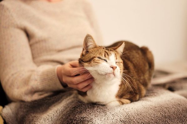 KittyNails Claw Trimmer